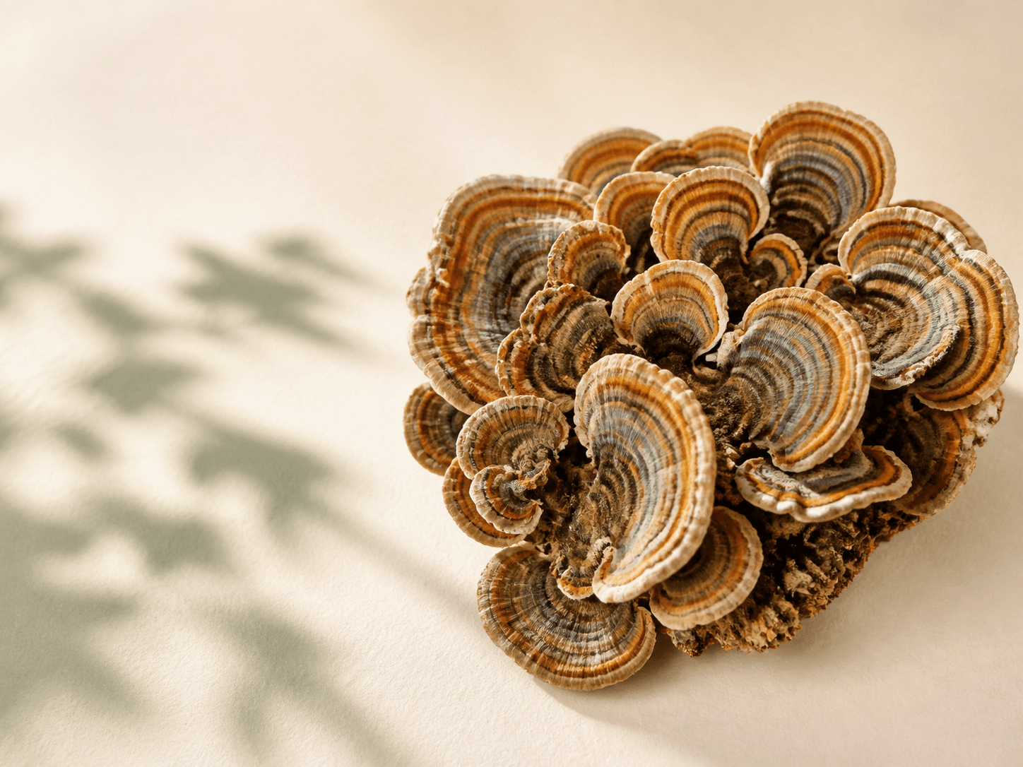 Layered Turkey Tail fruiting bodies on a cream surface